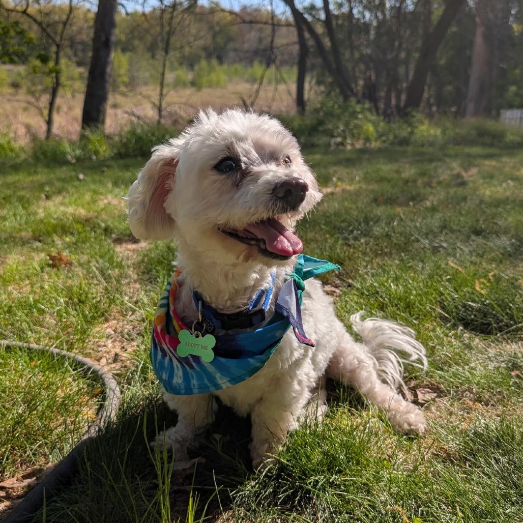 Enlarge McGruff (Bonded w/Amber), a Adoptable Bichon Frise in Crystal, MN image 2/6