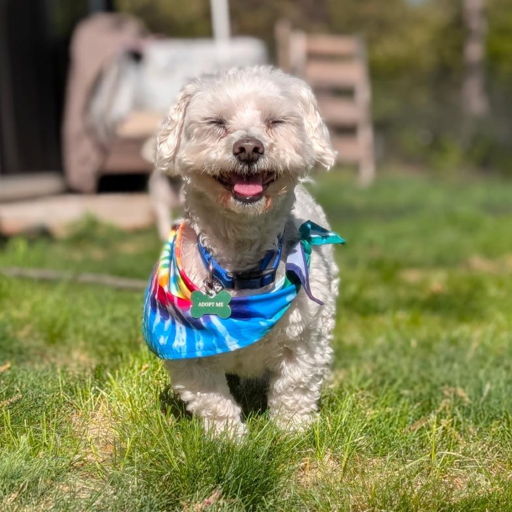 Enlarge McGruff (Bonded w/Amber), a Adoptable Bichon Frise in Crystal, MN image 3/6