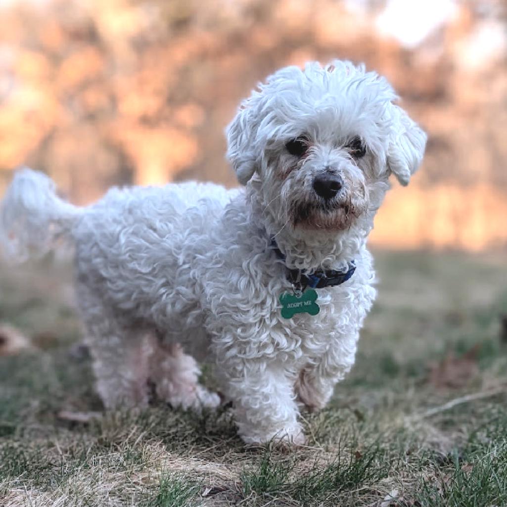 Enlarge McGruff (Bonded w/Amber), a Adoptable Bichon Frise in Crystal, MN image 4/6