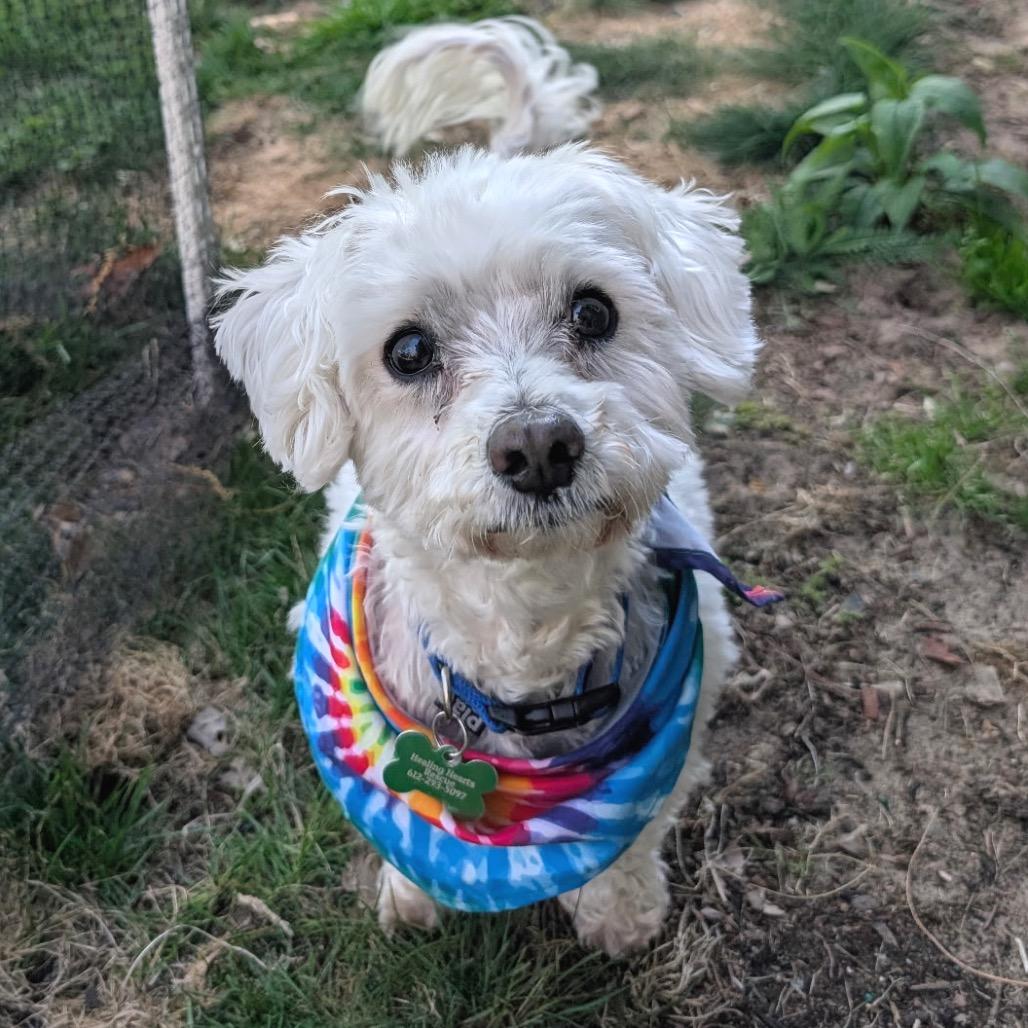 Enlarge McGruff (Bonded w/Amber), a Adoptable Bichon Frise in Crystal, MN image 5/6