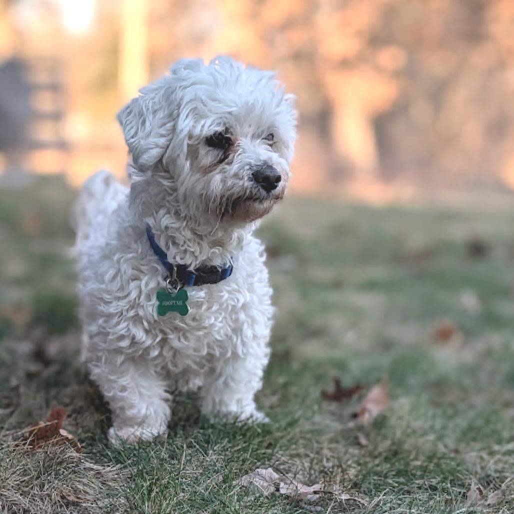 Enlarge McGruff (Bonded w/Amber), a Adoptable Bichon Frise in Crystal, MN image 6/6