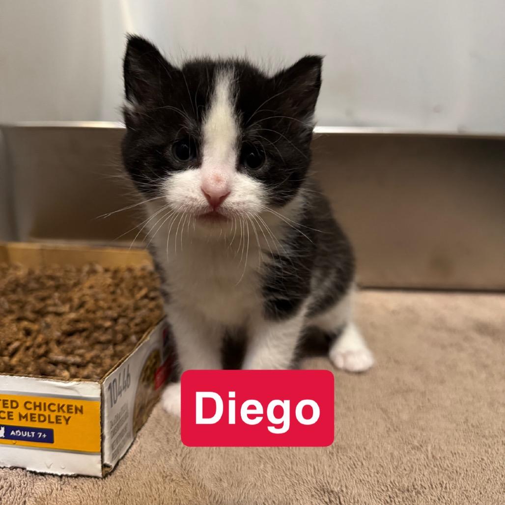 Enlarge Diego, a Adoptable Domestic Short Hair in Woodstock, ON image 1/4