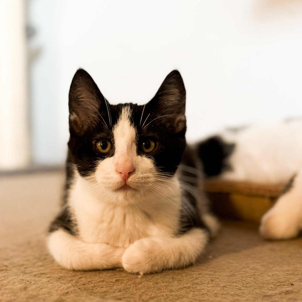 Enlarge Diego, a Adoptable Domestic Short Hair in Woodstock, ON image 2/4