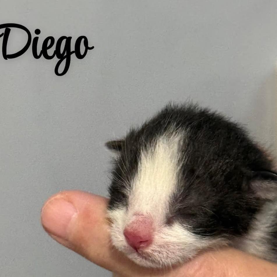 Enlarge Diego, a Adoptable Domestic Short Hair in Woodstock, ON image 3/4