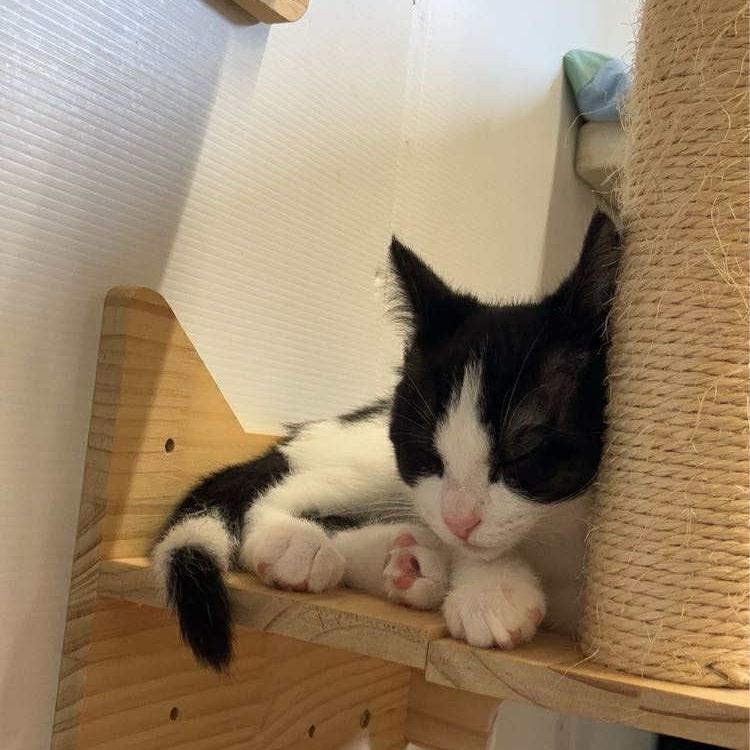 Enlarge Diego, a Adoptable Domestic Short Hair in Woodstock, ON image 4/4