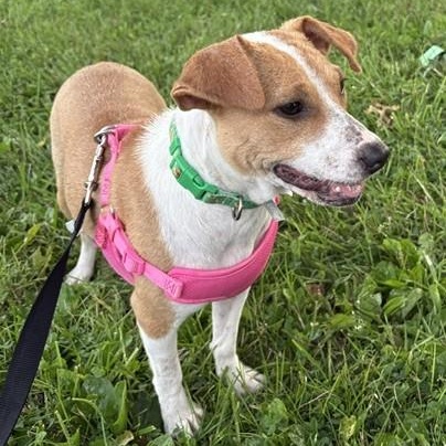 lorelai, a ADOPTABLE mixed breed in Abington, PA image 1/2