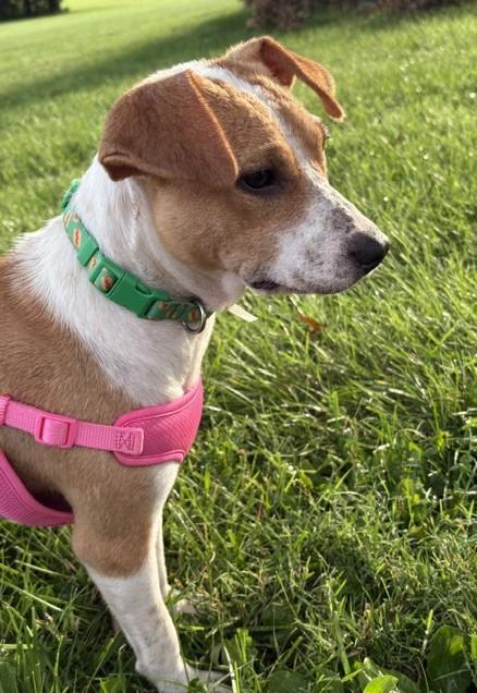 lorelai, a ADOPTABLE mixed breed in Abington, PA image 2/2