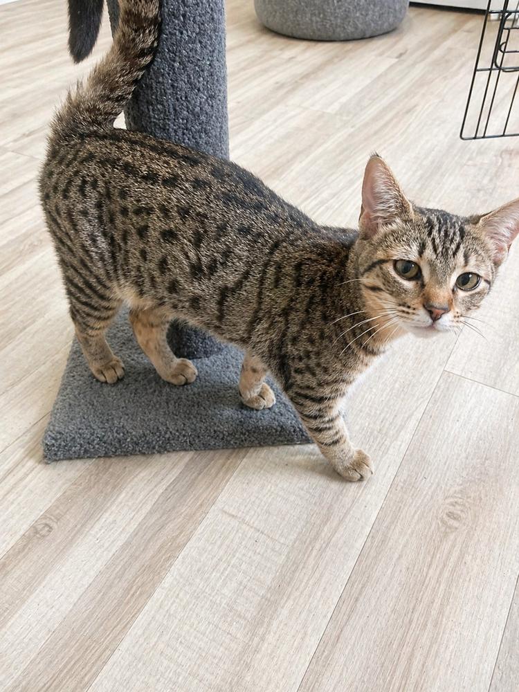 Enlarge Chibi, a Adoptable mixed breed in Homer Glen, IL image 2/2