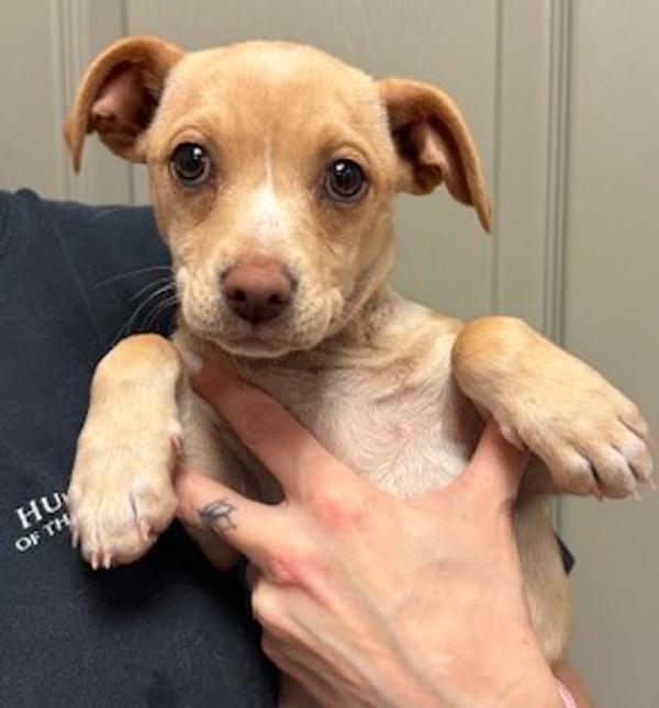 Enlarge Ginger, a Adoptable mixed breed in Littleton, CO image 1/1