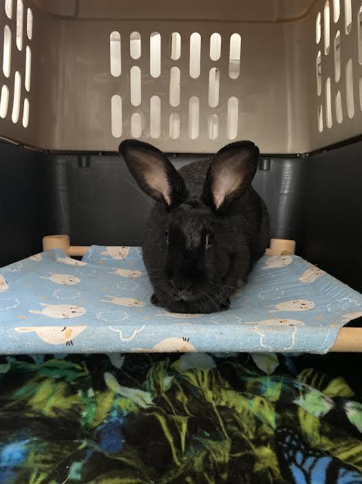 Zita *bonded to Eda*, Adoptable, Adult Female Bunny Rabbit.