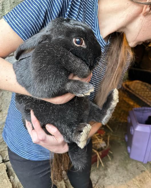 Enlarge Zita *bonded to Eda*, a Adoptable mixed breed in Westbrook, ME image 4/4