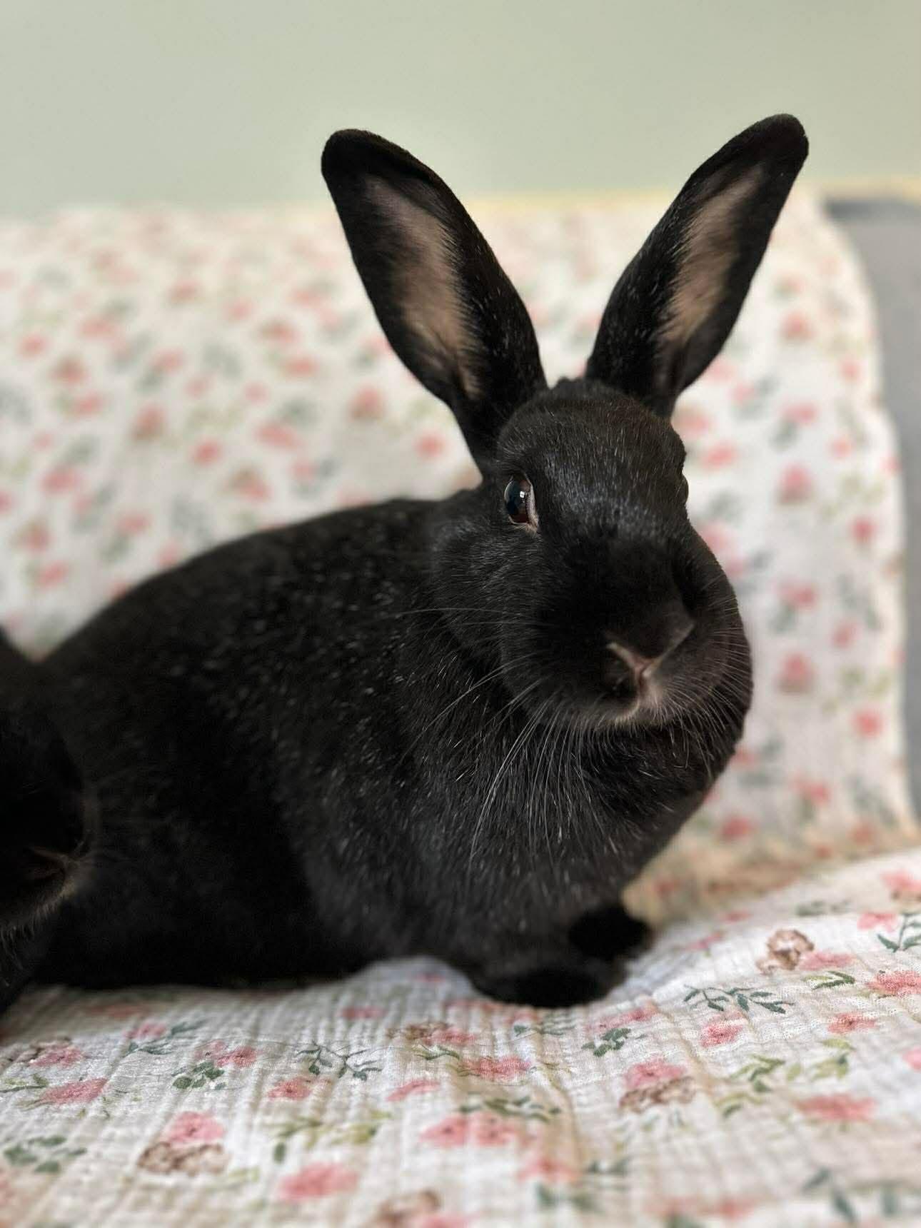 Zita *bonded to Eda*, Adoptable, Adult Female Bunny Rabbit.