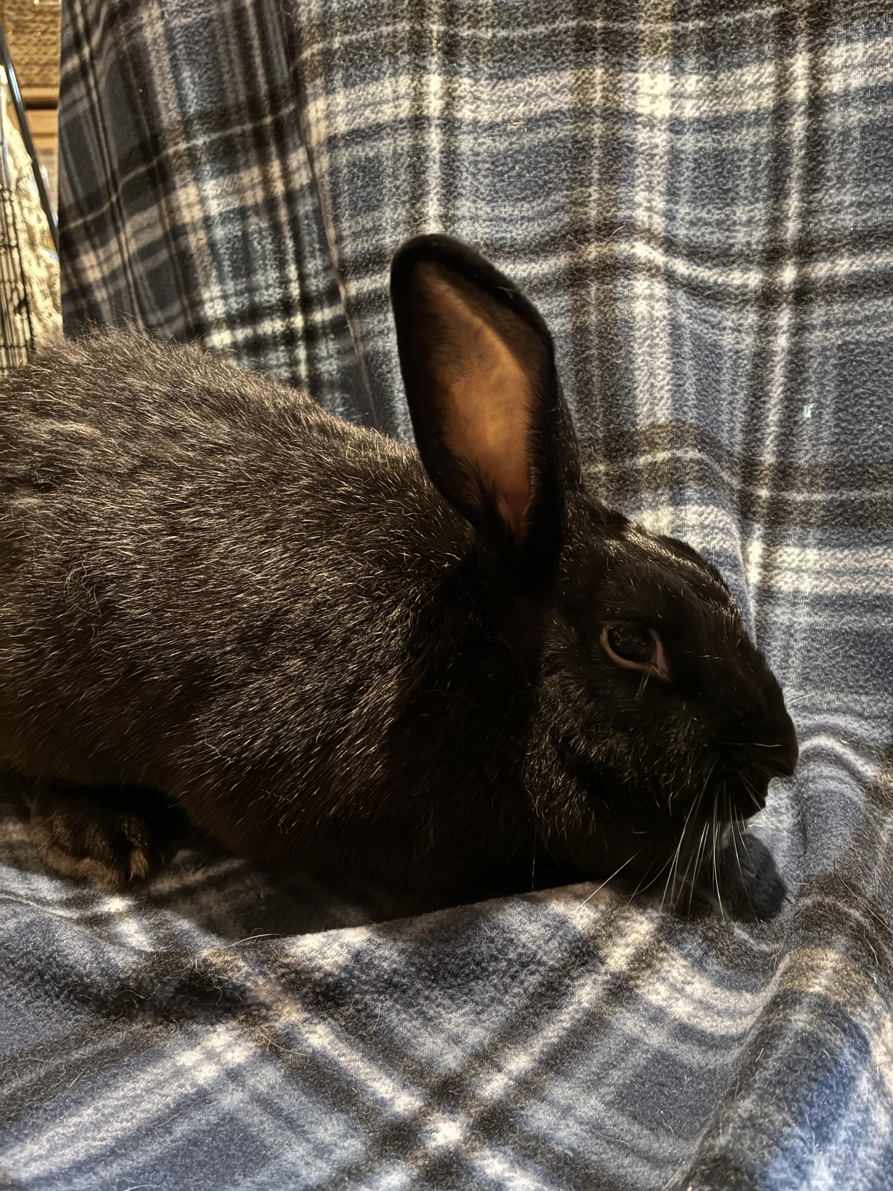 Enlarge Zita *bonded to Eda*, a Adoptable mixed breed in Westbrook, ME image 2/4