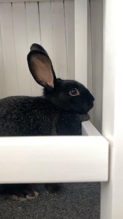 Enlarge Zita *bonded to Eda*, a Adoptable mixed breed in Westbrook, ME image 3/4