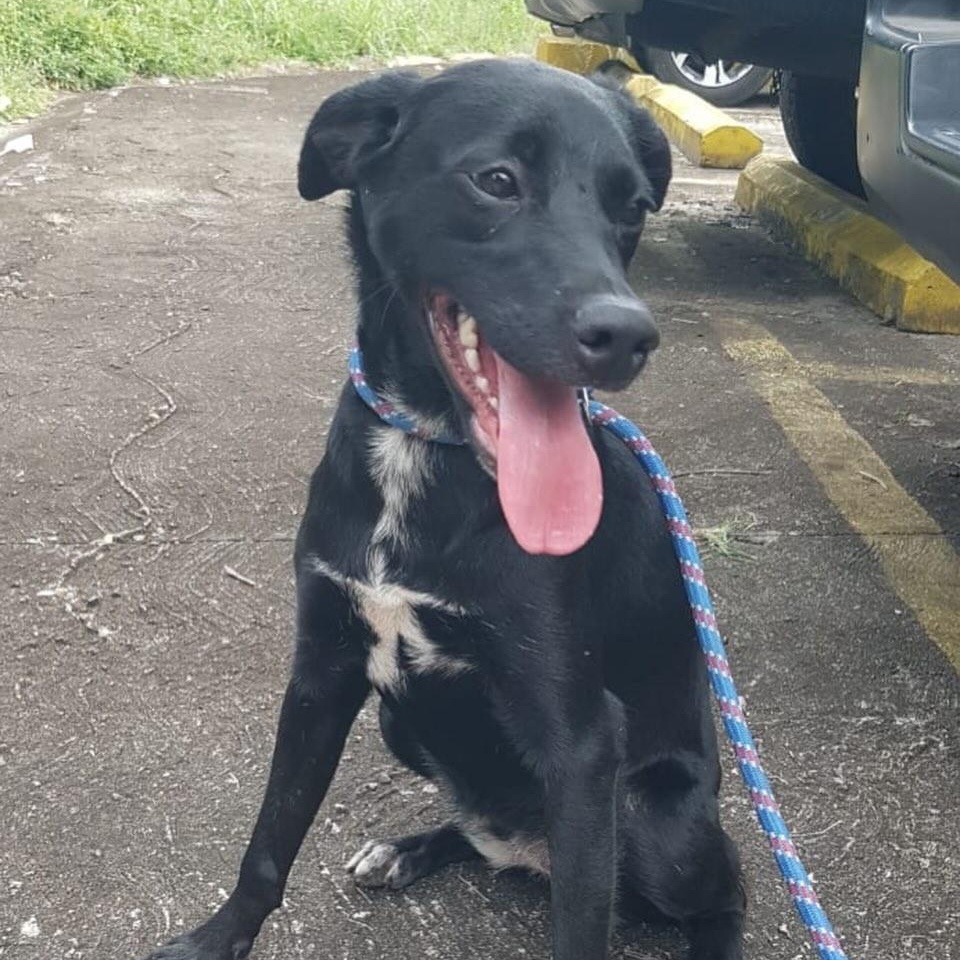 Josie, ADOPTABLE, Young Female Black Labrador Retriever & Whippet.