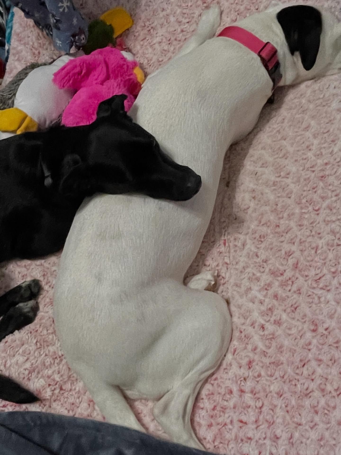 Enlarge Josie, a ADOPTABLE mixed breed in Pittsburgh, PA image 4/6