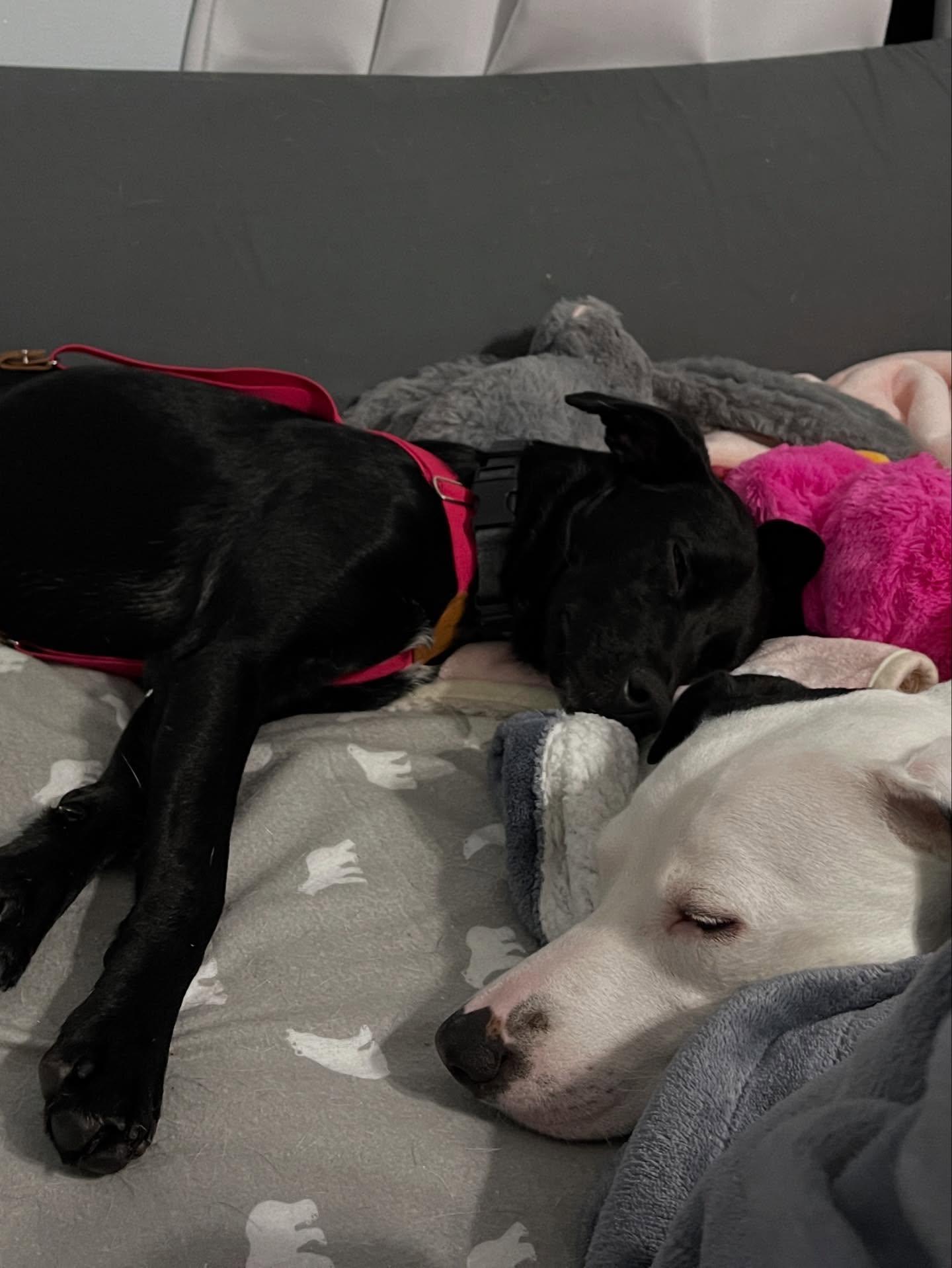 Enlarge Josie, a ADOPTABLE mixed breed in Pittsburgh, PA image 5/6