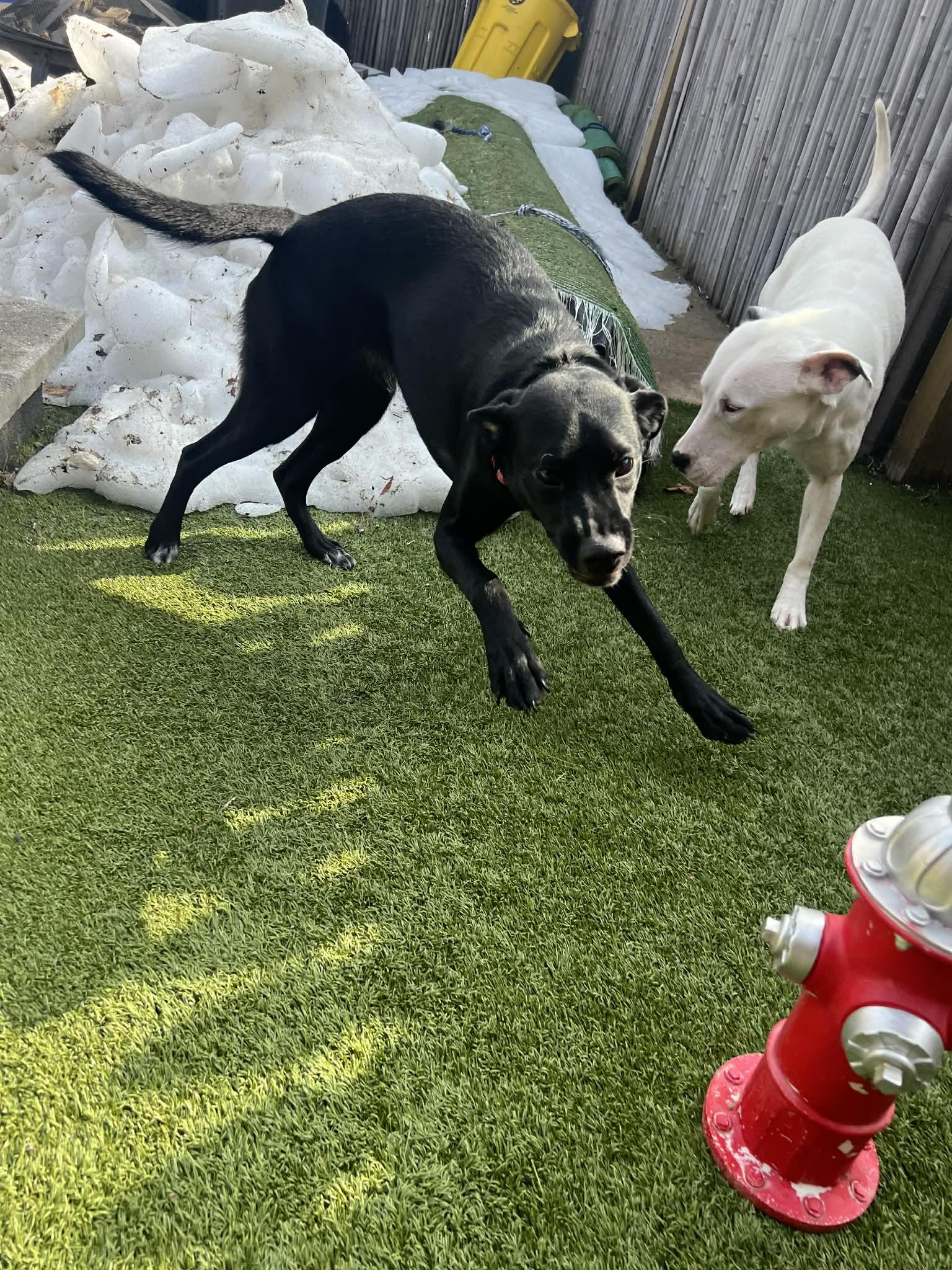 Enlarge Josie, a ADOPTABLE mixed breed in Pittsburgh, PA image 6/6