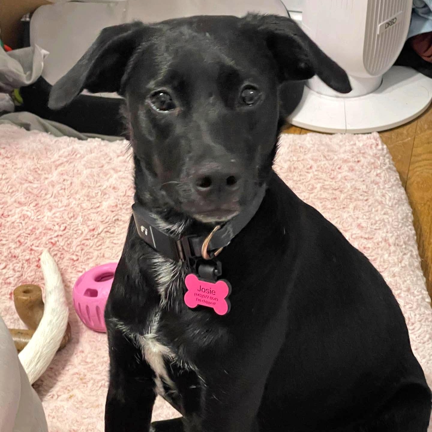 Enlarge Josie, a ADOPTABLE mixed breed in Pittsburgh, PA image 2/6