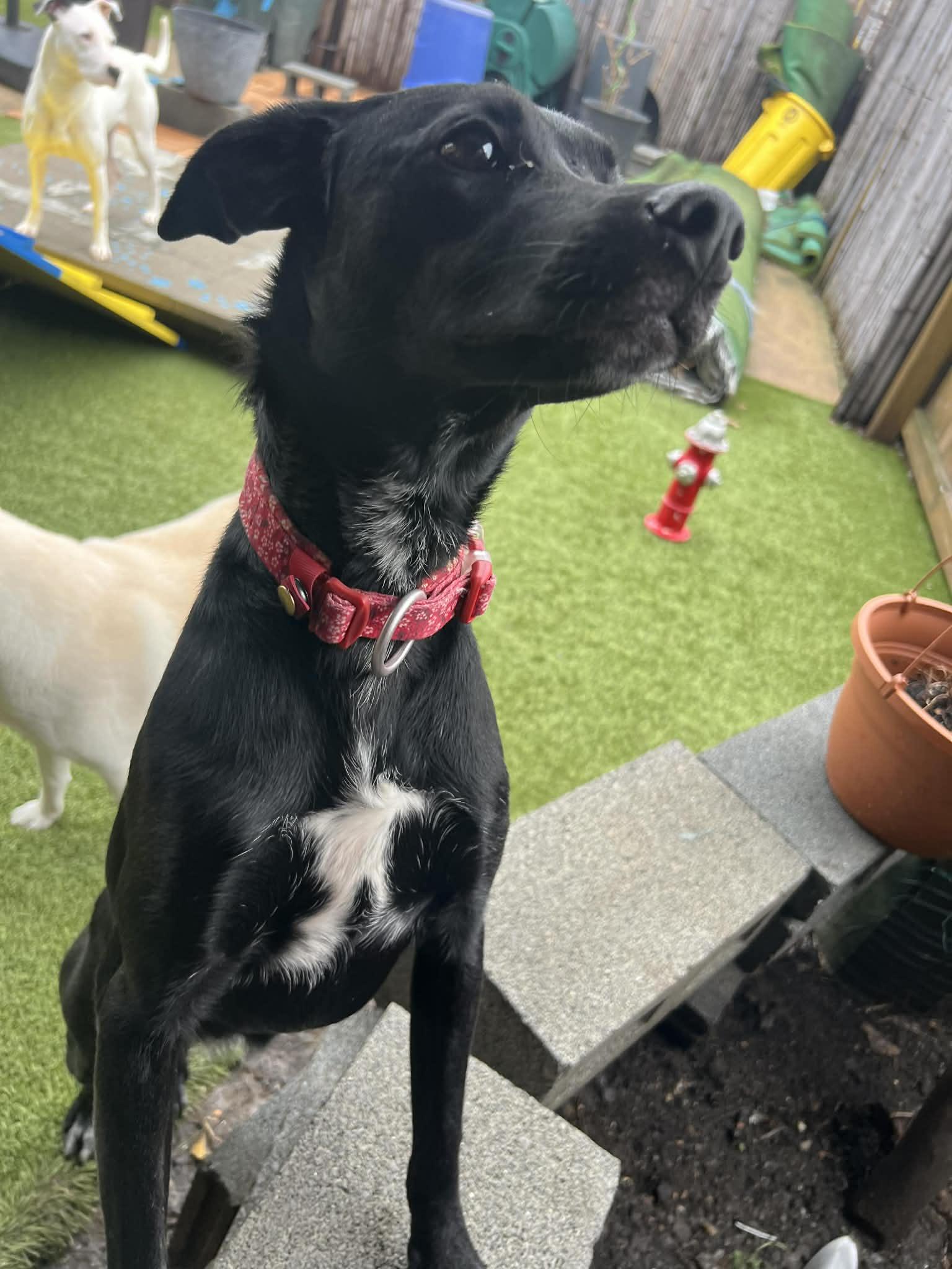 Enlarge Josie, a ADOPTABLE mixed breed in Pittsburgh, PA image 3/6