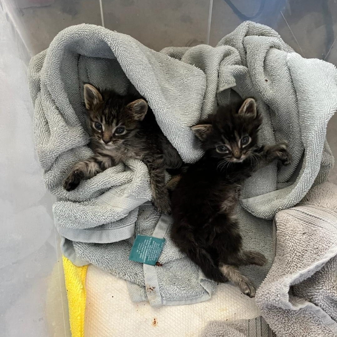 CRUSTY 1 & CRUSTY 2, an adoptable Maine Coon, Siberian in Escalon, CA, 95320 | Photo Image 2