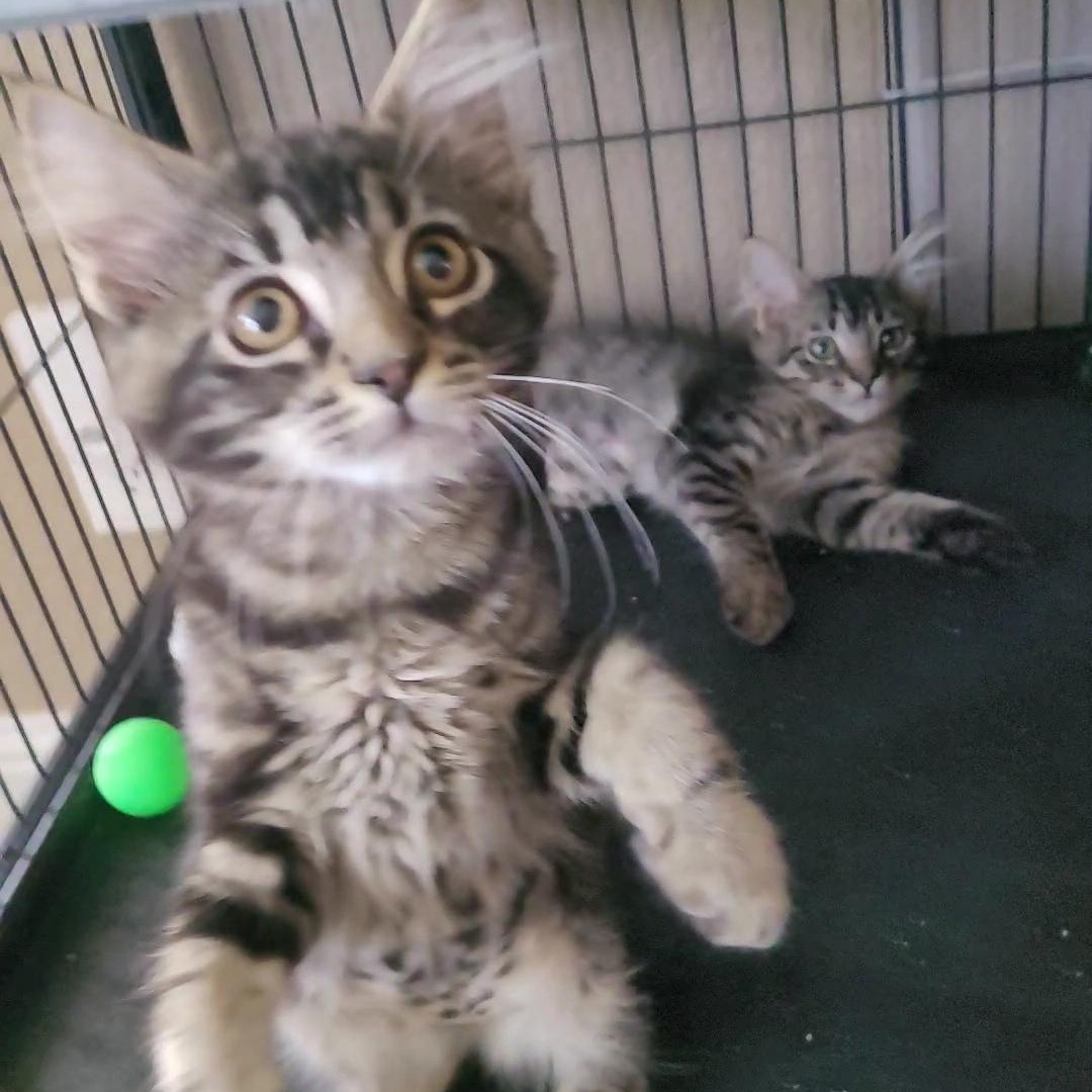CRUSTY 1 & CRUSTY 2, an adoptable Maine Coon, Siberian in Escalon, CA, 95320 | Photo Image 3
