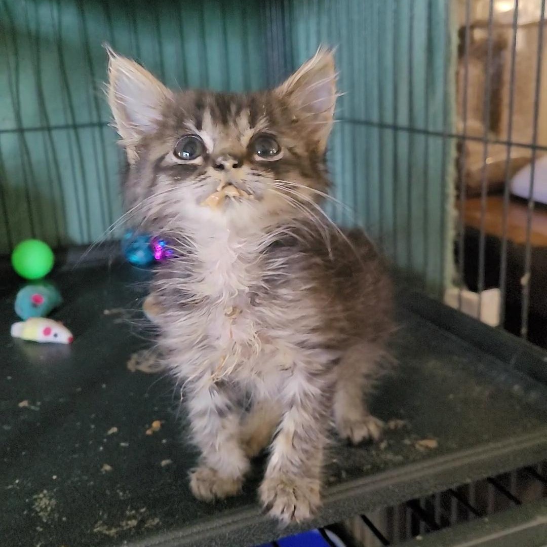 CRUSTY 1 & CRUSTY 2, an adoptable Maine Coon, Siberian in Escalon, CA, 95320 | Photo Image 5