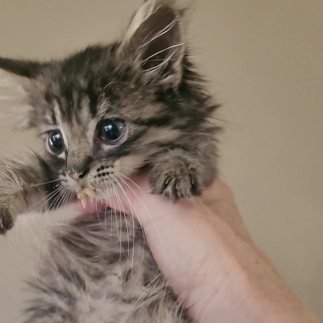 CRUSTY 1 & CRUSTY 2, an adoptable Maine Coon, Siberian in Escalon, CA, 95320 | Photo Image 6