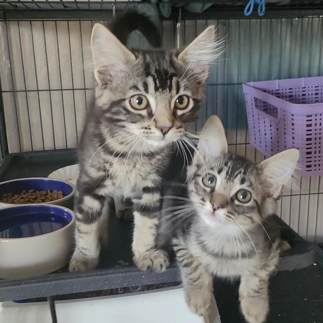 CRUSTY 1 & CRUSTY 2, an adoptable Maine Coon, Siberian in Escalon, CA, 95320 | Photo Image 4