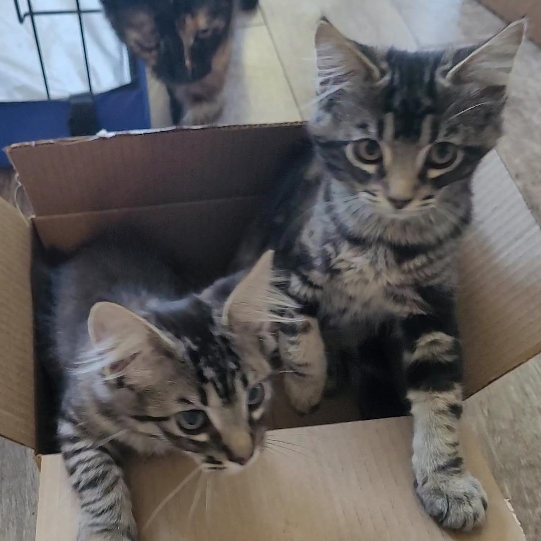 CRUSTY 1 & CRUSTY 2, an adoptable Maine Coon, Siberian in Escalon, CA, 95320 | Photo Image 1