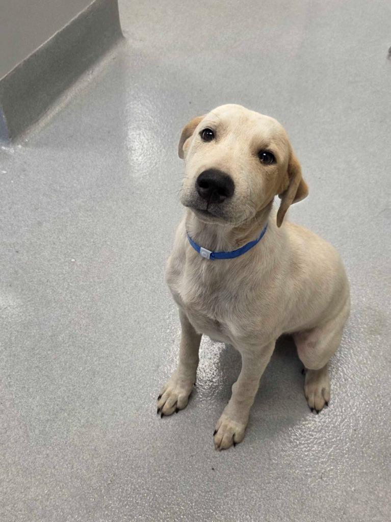 Stephen King, Adopted, Puppy Male Great Pyrenees & Mixed Breed.