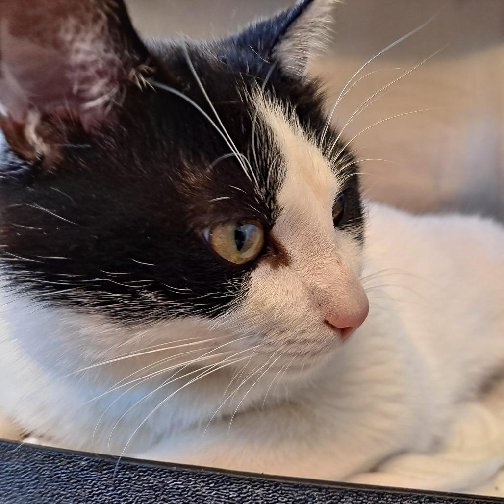 Enlarge Beckett, a Adoptable Domestic Short Hair in Rock Falls, IL image 1/2