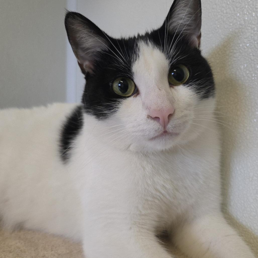 Enlarge Beckett, a Adoptable Domestic Short Hair in Rock Falls, IL image 2/2