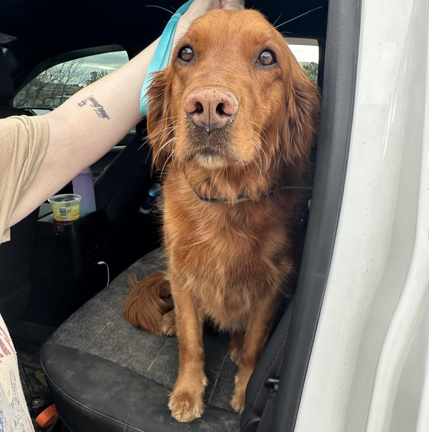 60553417, ADOPTABLE, Adult Female Golden Retriever.