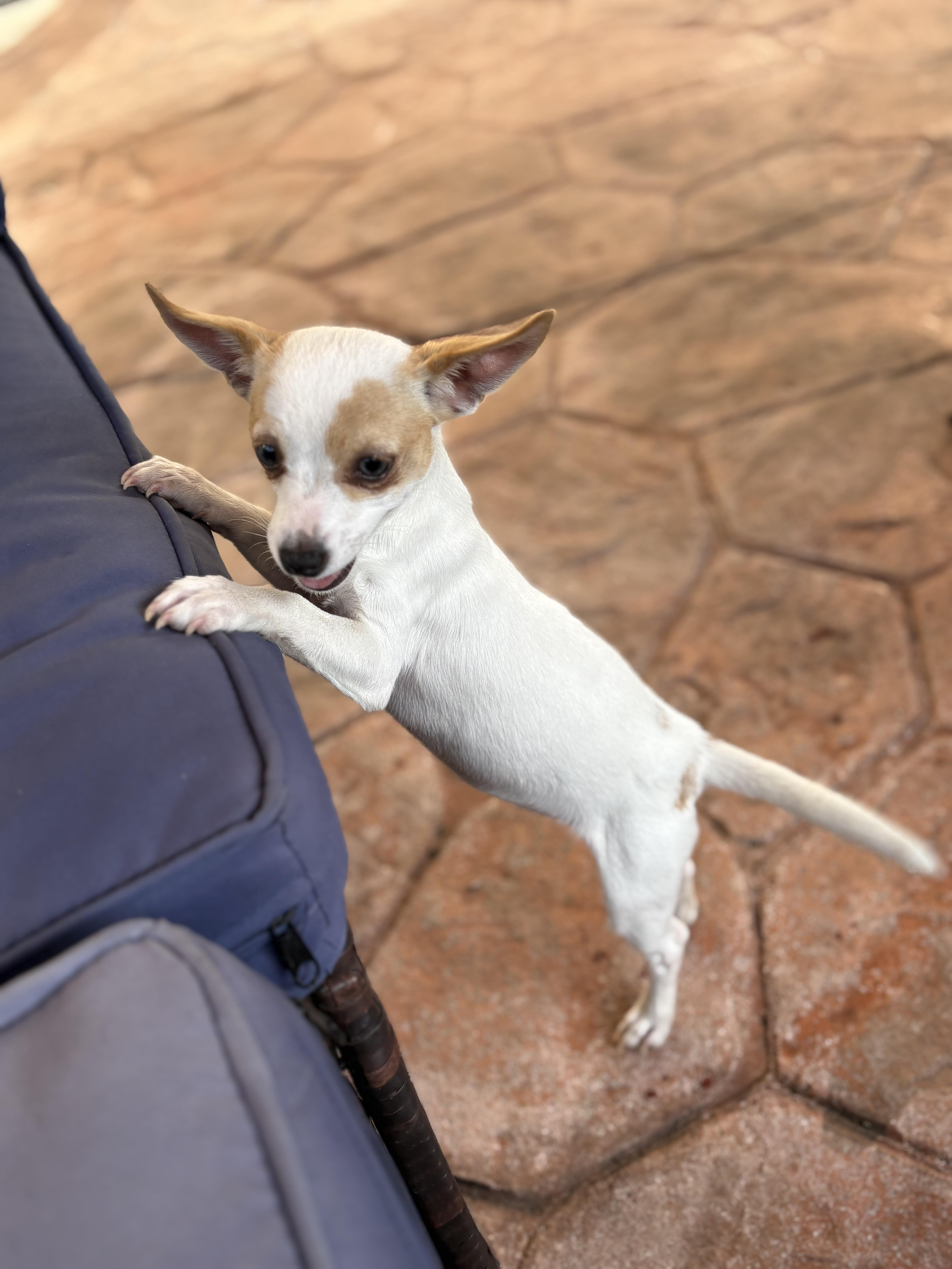 Bon Bon, a ADOPTABLE Chihuahua in Miramar, FL image 2/6