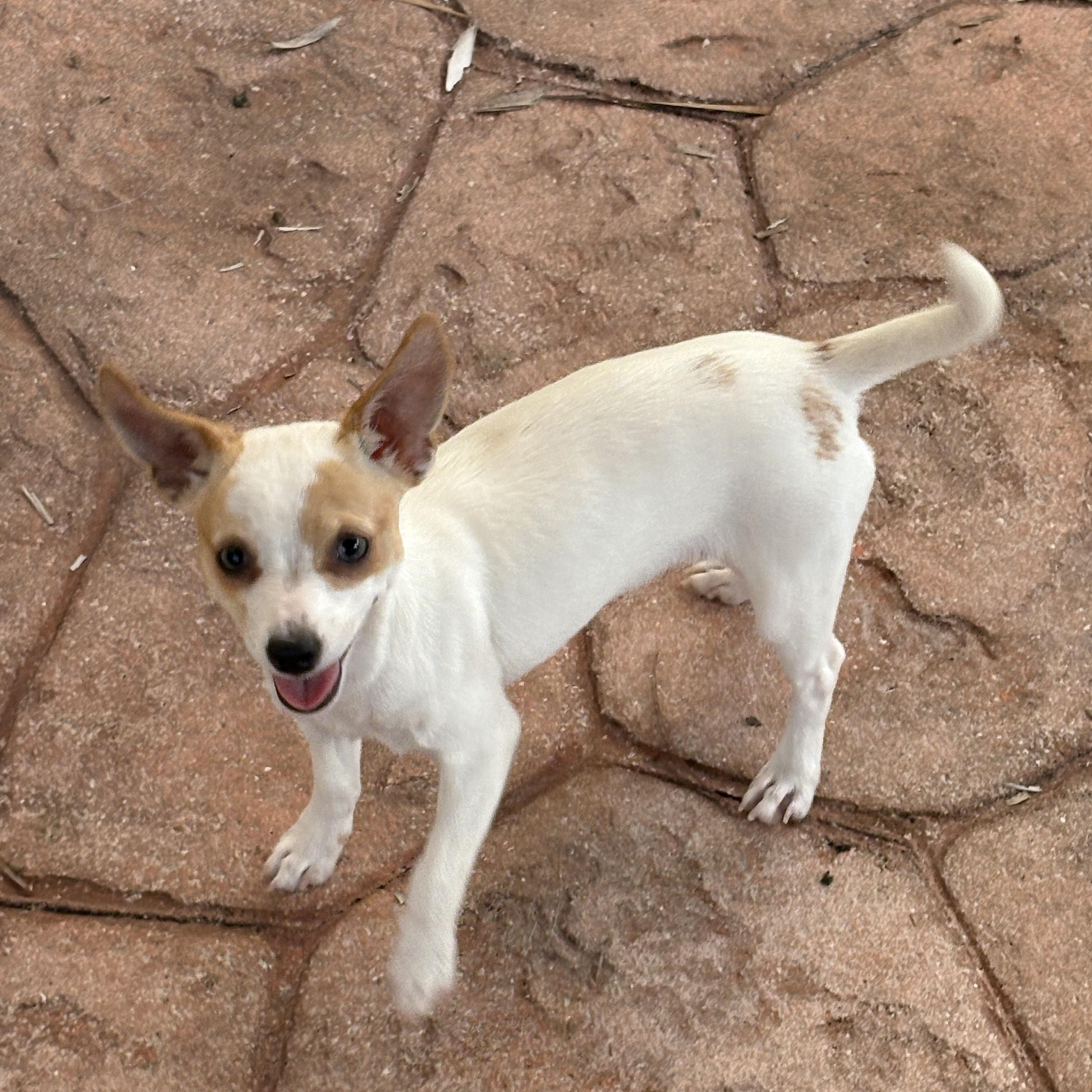 Bon Bon, a ADOPTABLE Chihuahua in Miramar, FL image 3/6
