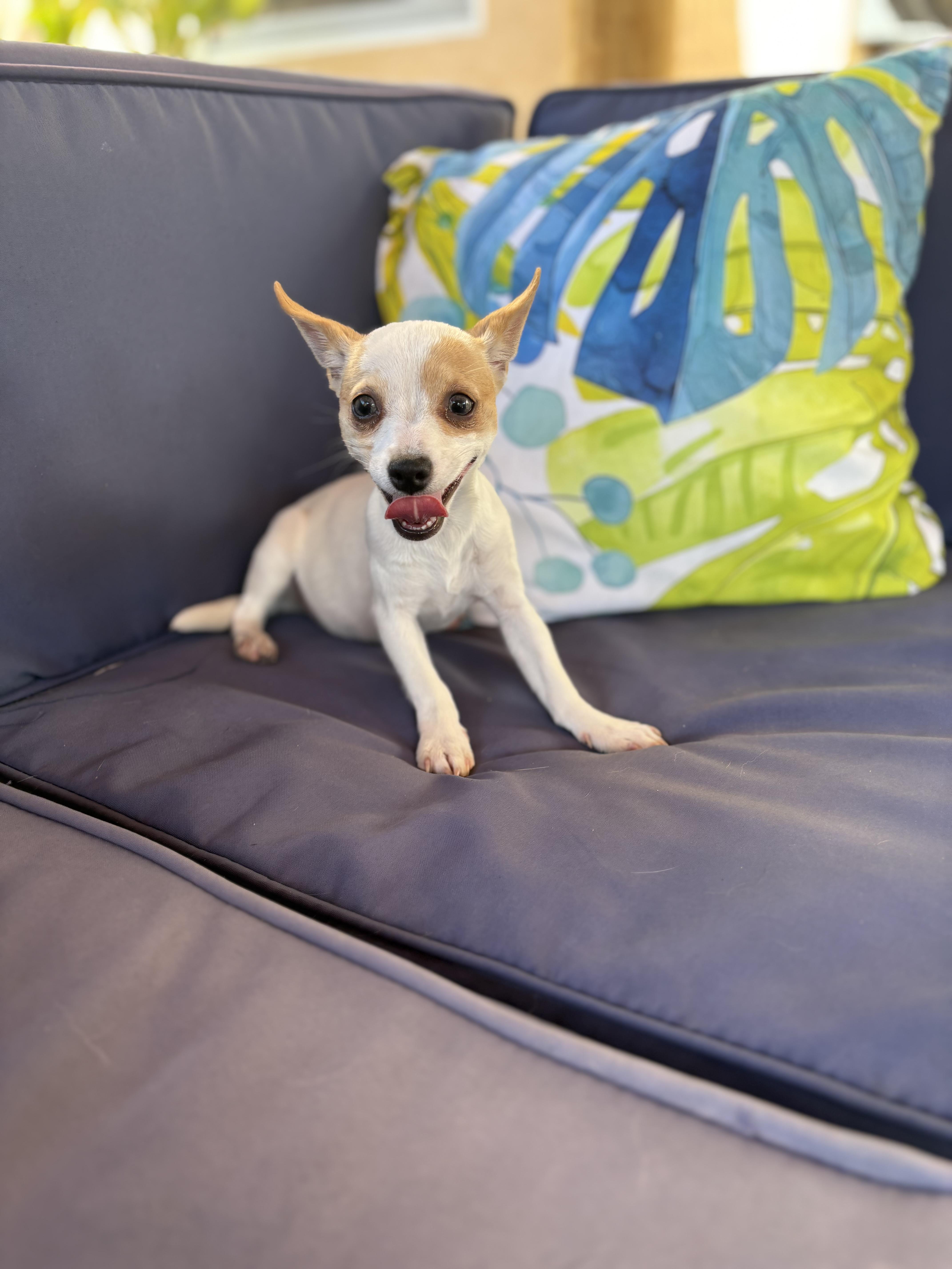 Bon Bon, a ADOPTABLE Chihuahua in Miramar, FL image 6/6