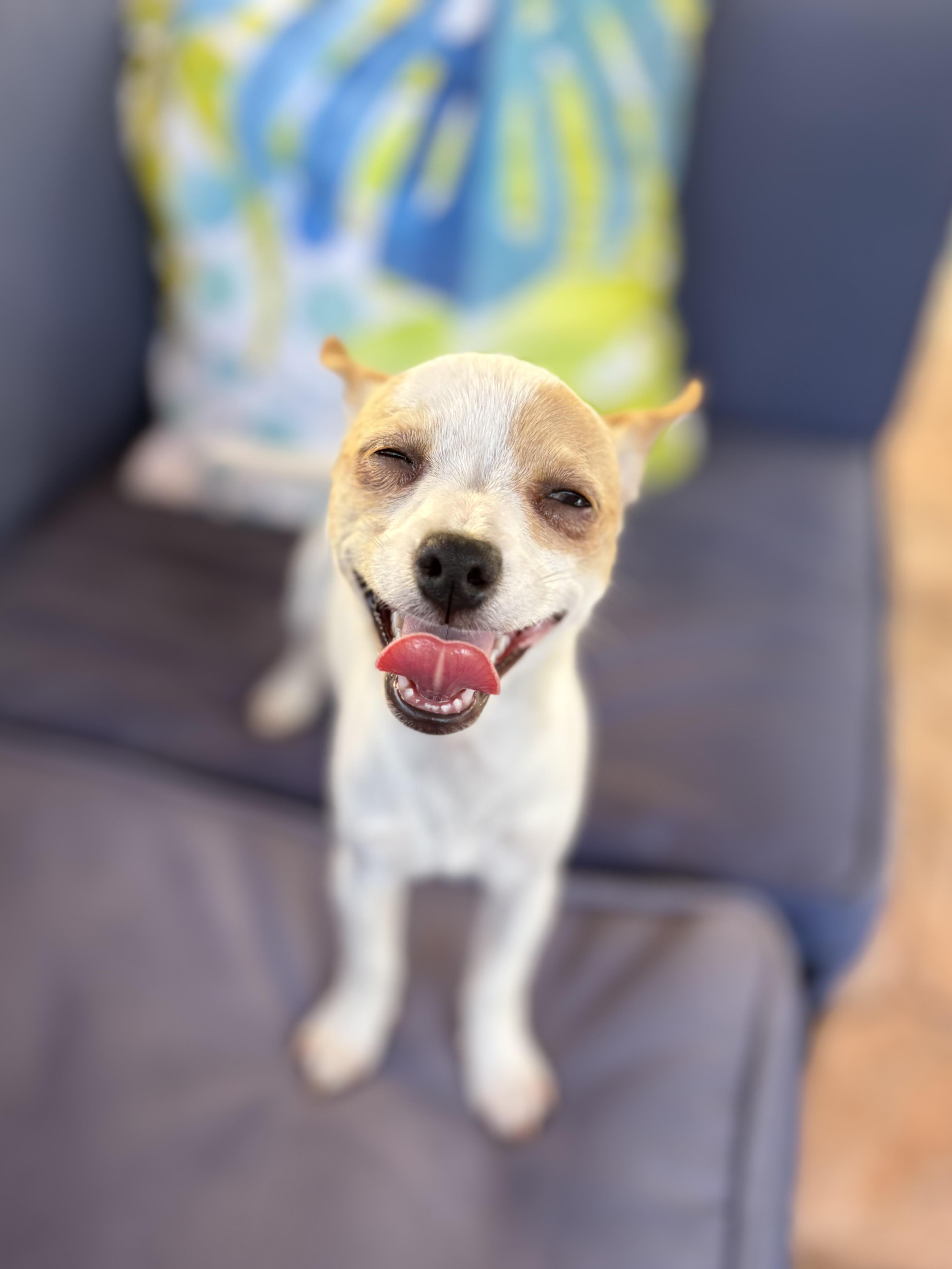 Bon Bon, a ADOPTABLE Chihuahua in Miramar, FL image 1/6