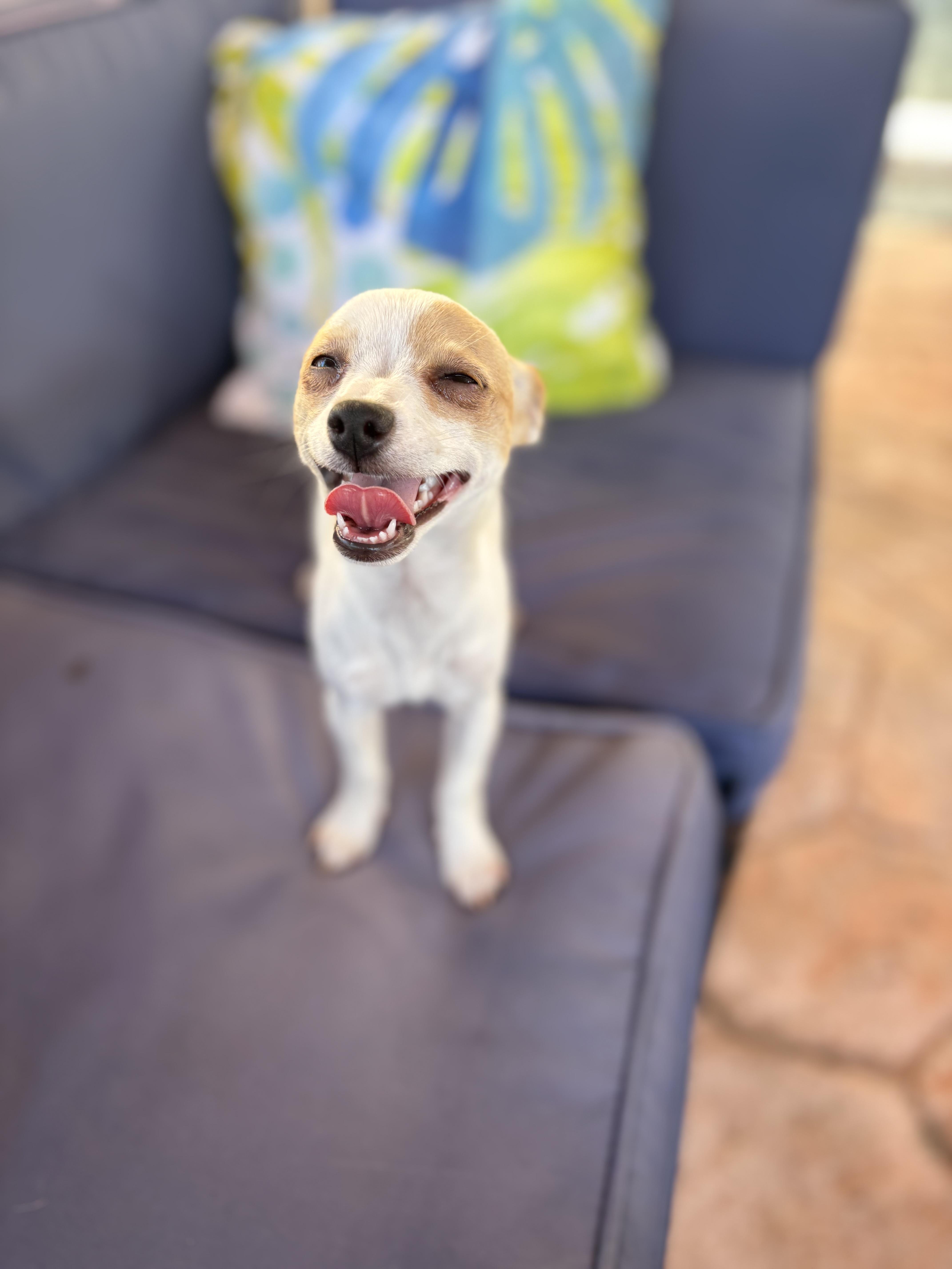 Bon Bon, a ADOPTABLE Chihuahua in Miramar, FL image 4/6