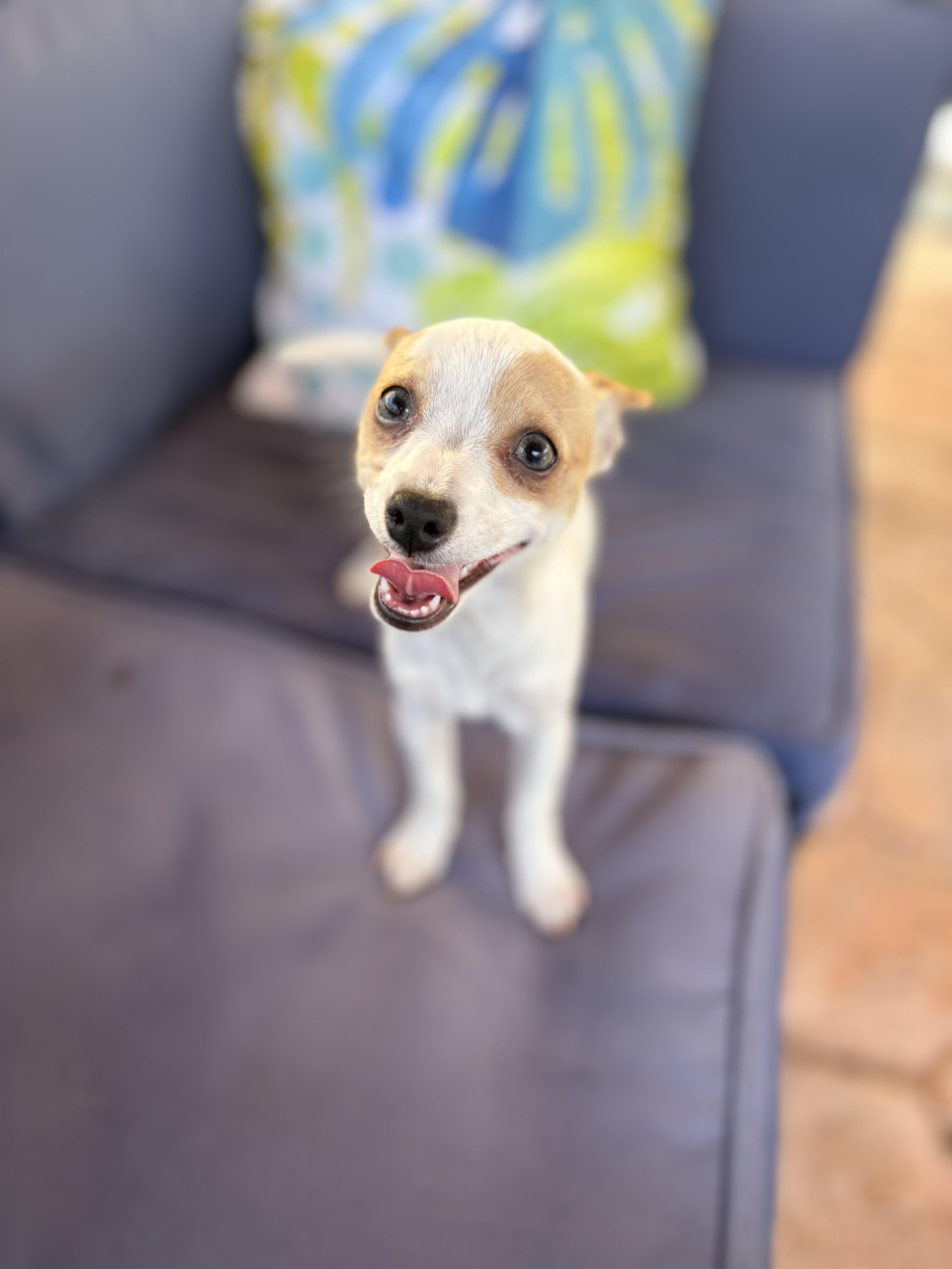 Bon Bon, a ADOPTABLE Chihuahua in Miramar, FL image 5/6