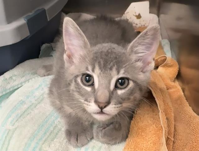 PEBBLE, Adoptable, Kitten Male Domestic Short Hair.
