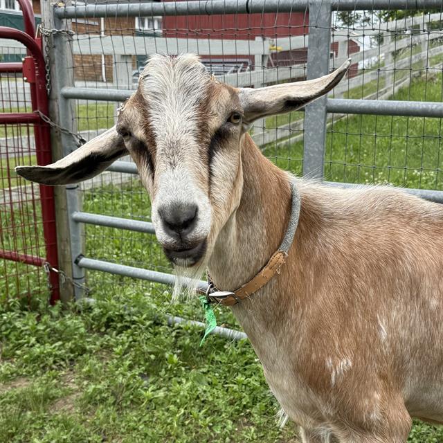 POLAR, Adoptable, Young Male Goat.