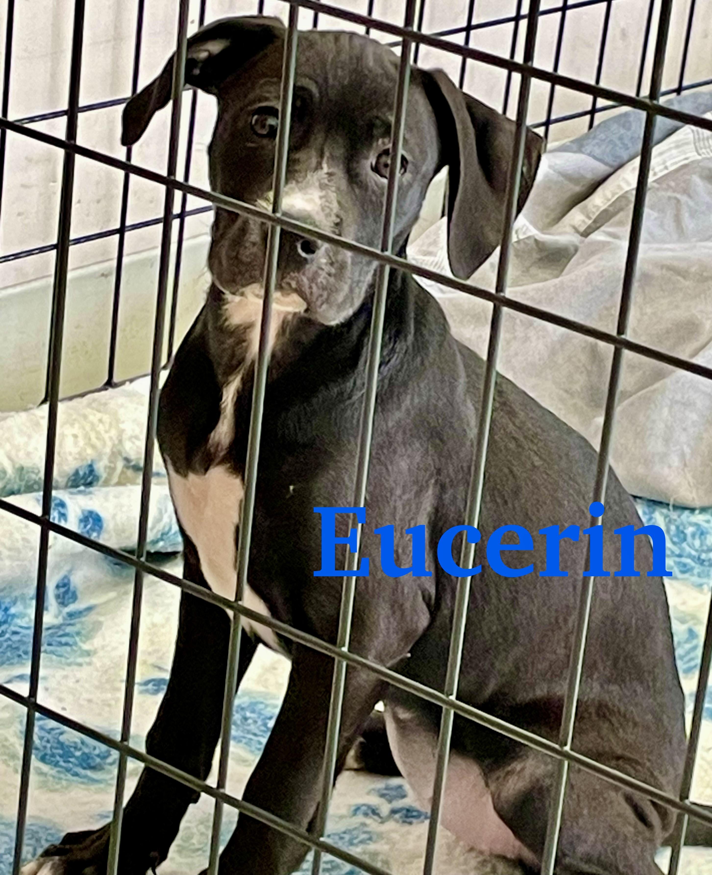 Enlarge Eucerin, a ADOPTABLE mixed breed in Monson, MA image 2/2