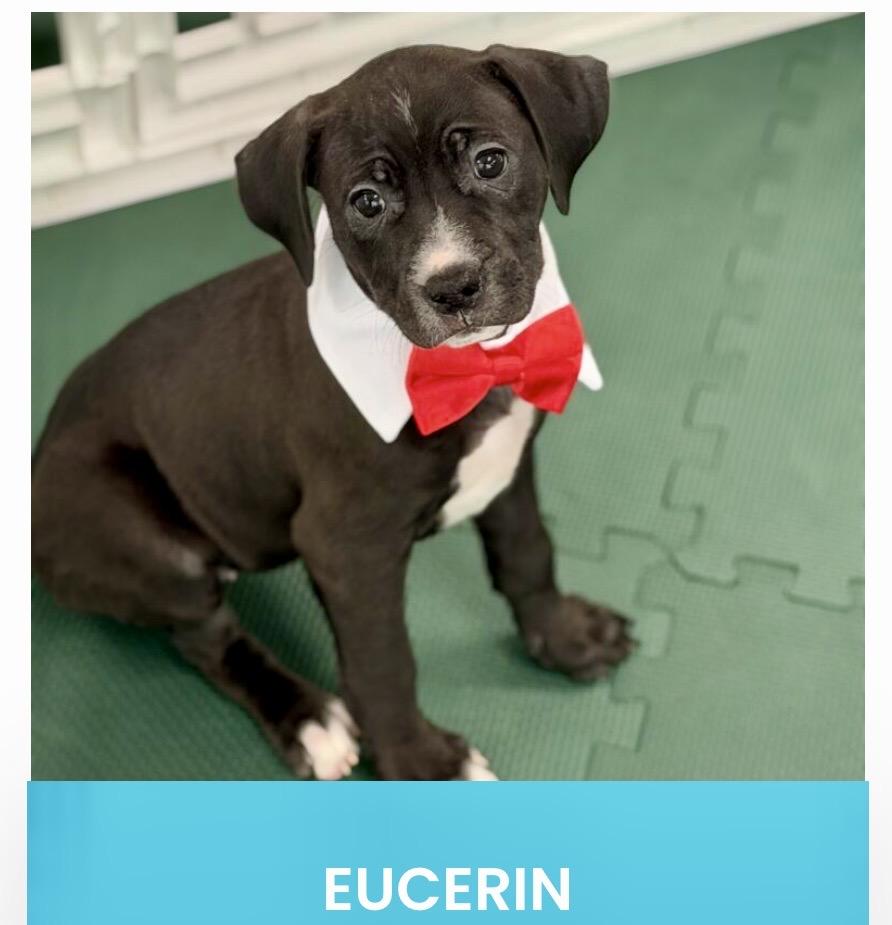 Eucerin, ADOPTABLE, Puppy Female Labrador Retriever.
