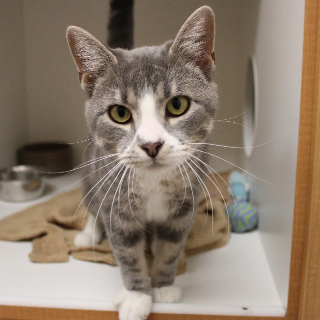 Chuck, Adopted, Young Male Domestic Short Hair.