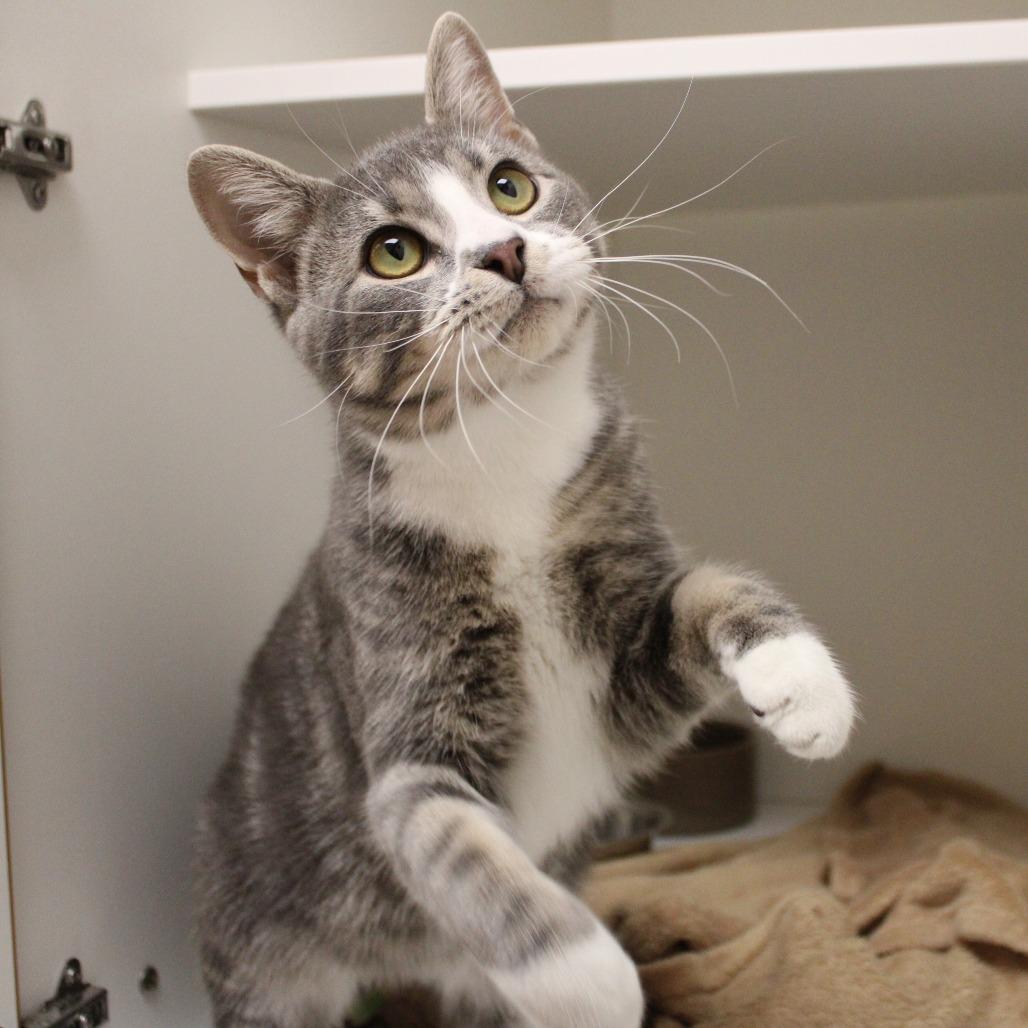 Enlarge Chuck, a Adopted Domestic Short Hair in Champaign, IL image 2/4