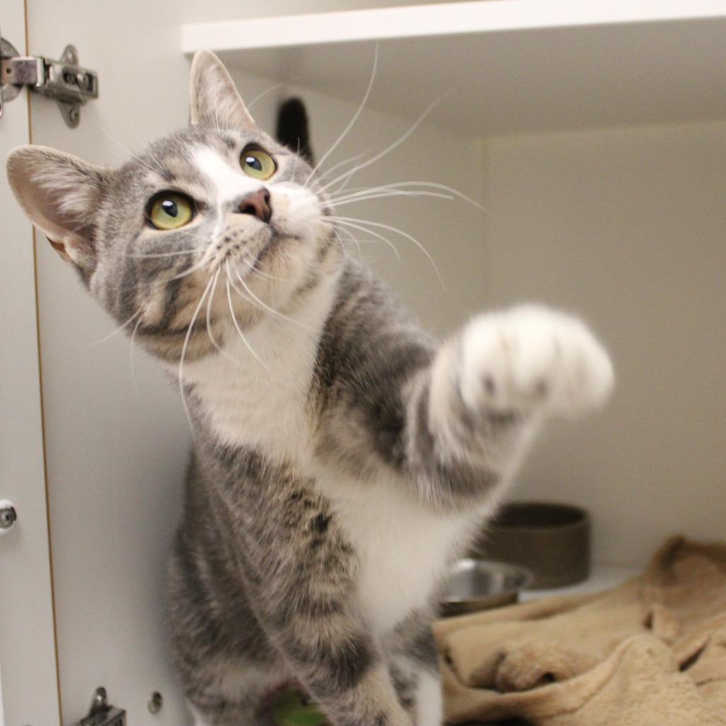 Enlarge Chuck, a Adopted Domestic Short Hair in Champaign, IL image 3/4
