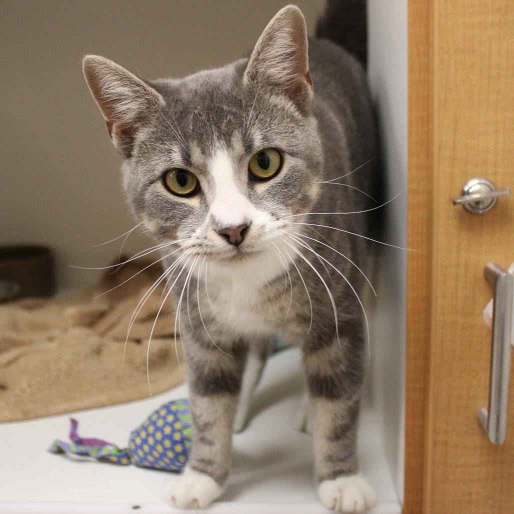 Enlarge Chuck, a Adopted Domestic Short Hair in Champaign, IL image 4/4