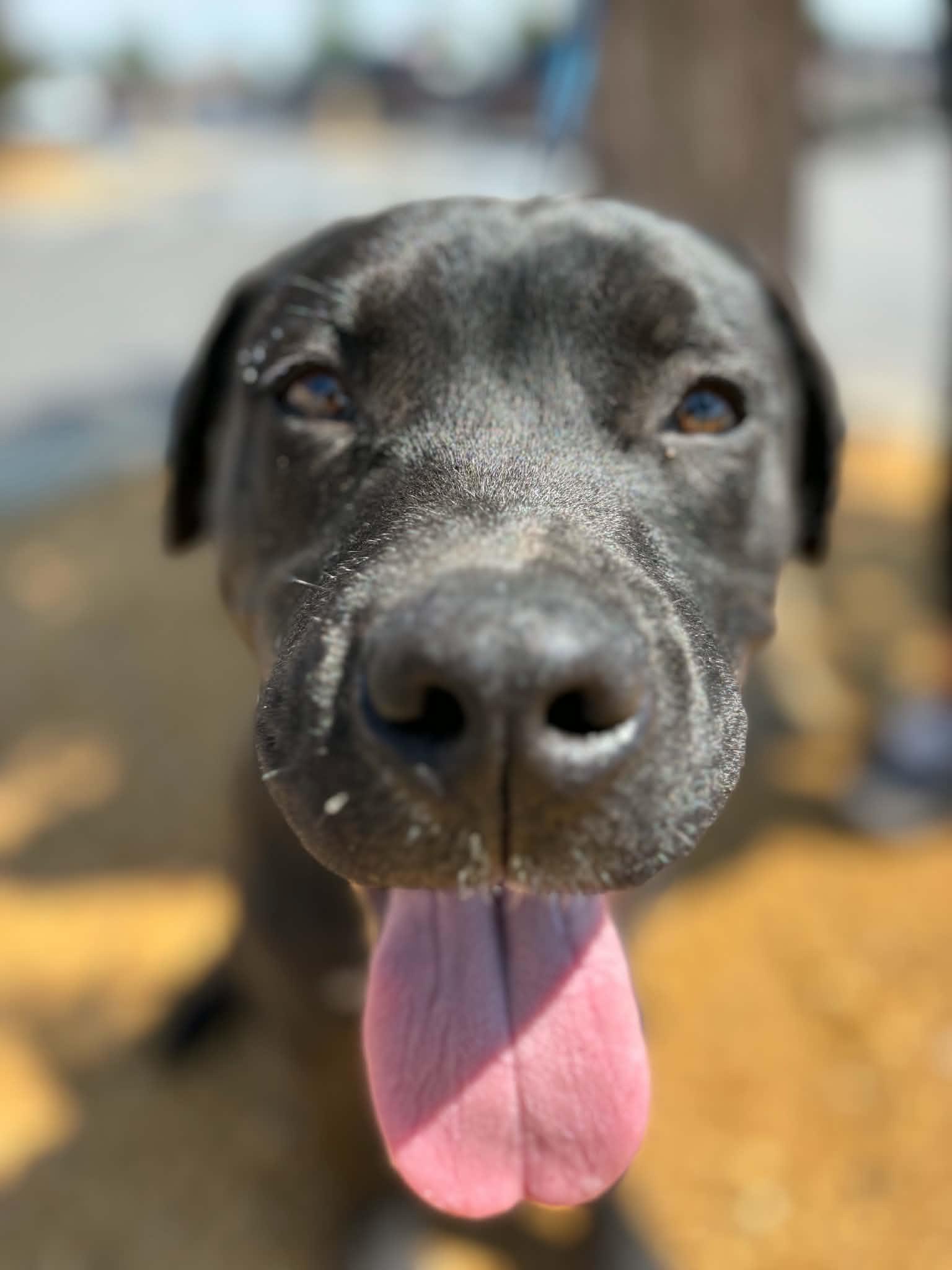 Shadow, a Adoptable mixed breed in Piedmont, OK image 1/6