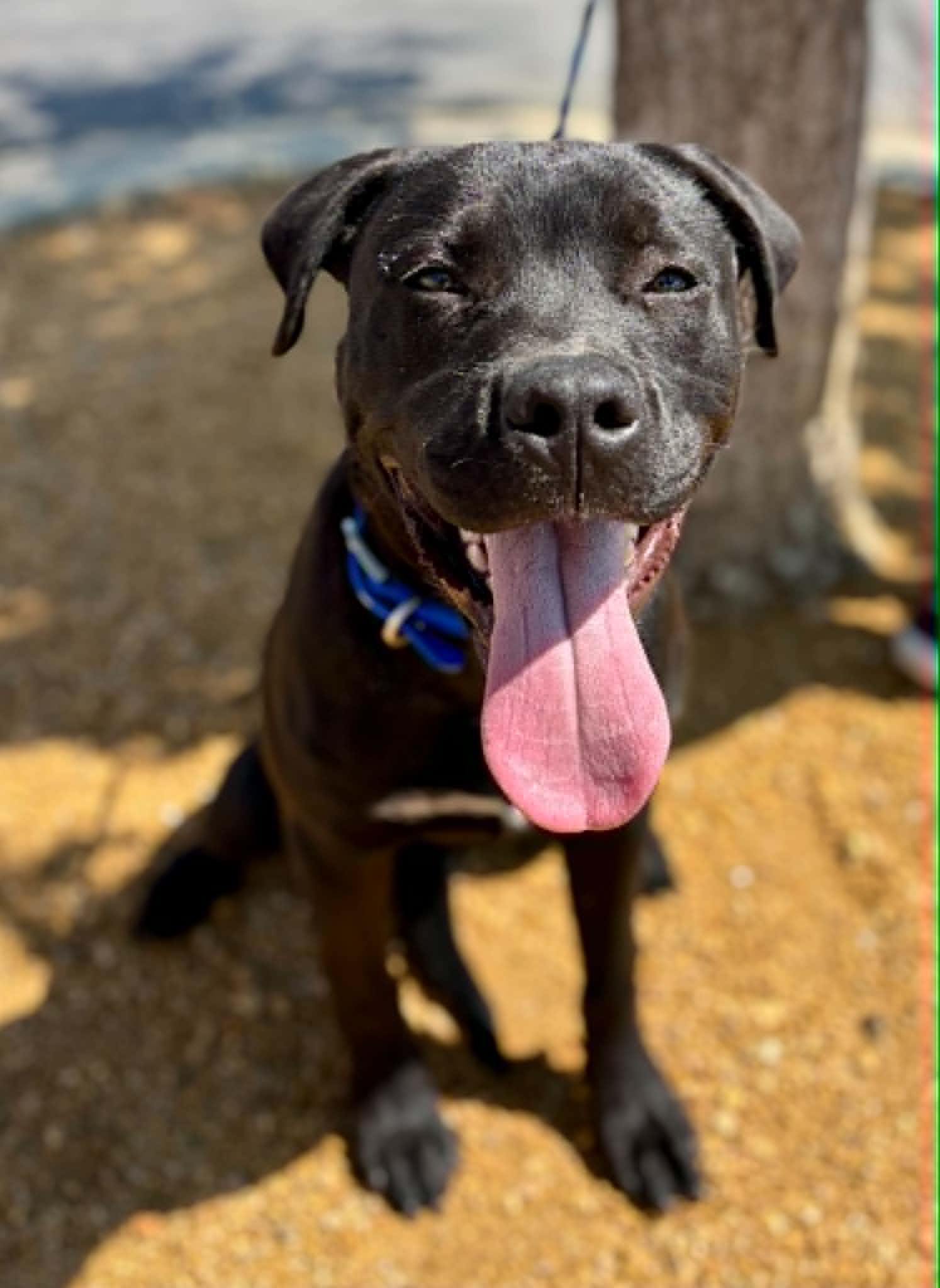 Shadow, a Adoptable mixed breed in Piedmont, OK image 2/6